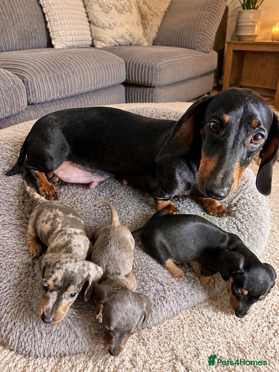 Miniature Dachshund dogs Stunning Miniature Dachshund Puppies - Advert 2