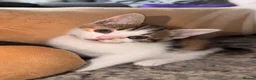 Mixed Breed cats for sale: Beautiful Calico Female Kitten - Last Available in Basingstoke - Advert 7
