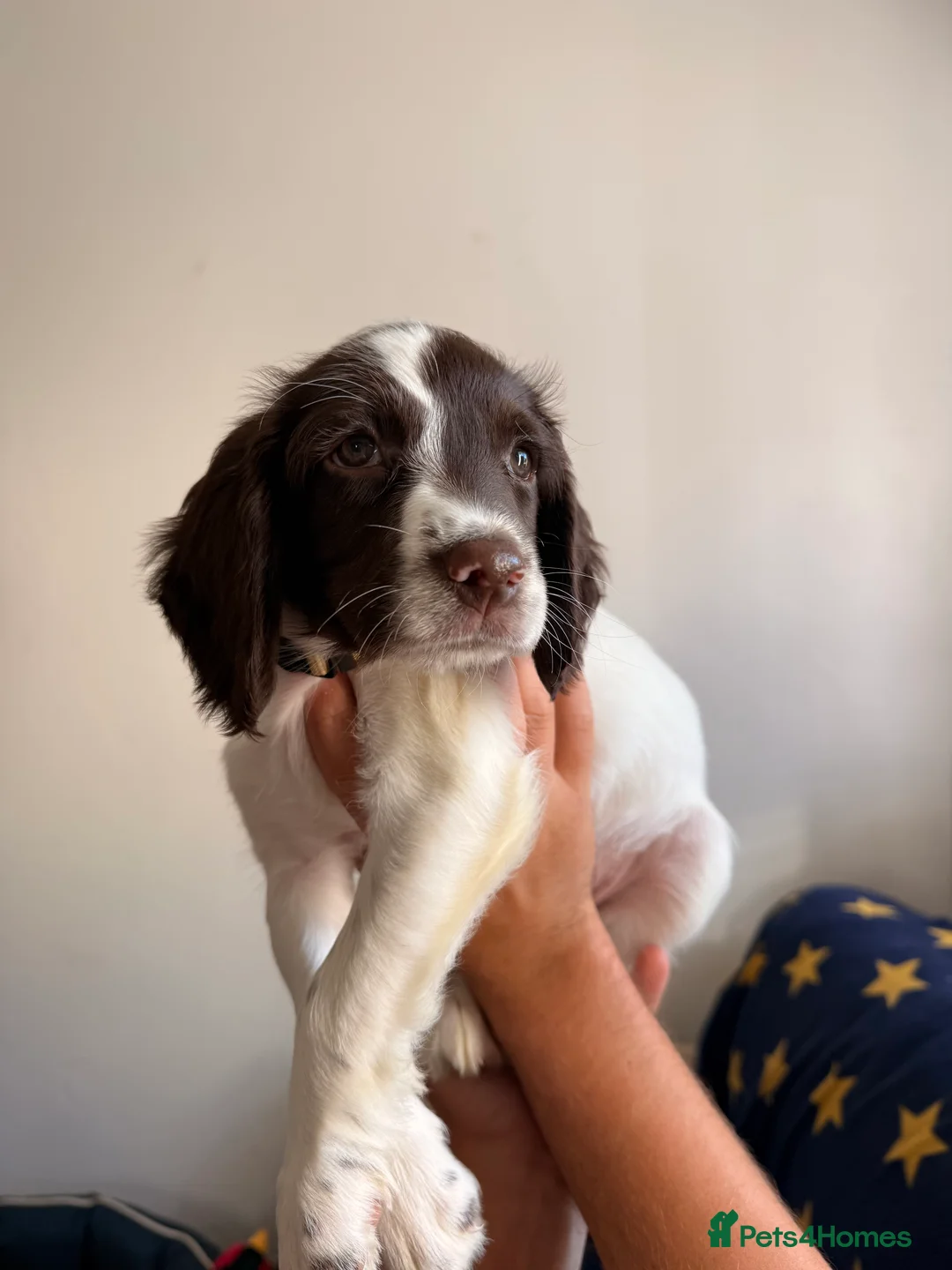 English Springer Spaniel dogs for sale: KC registered Springer Spaniel Puppies - Advert 3