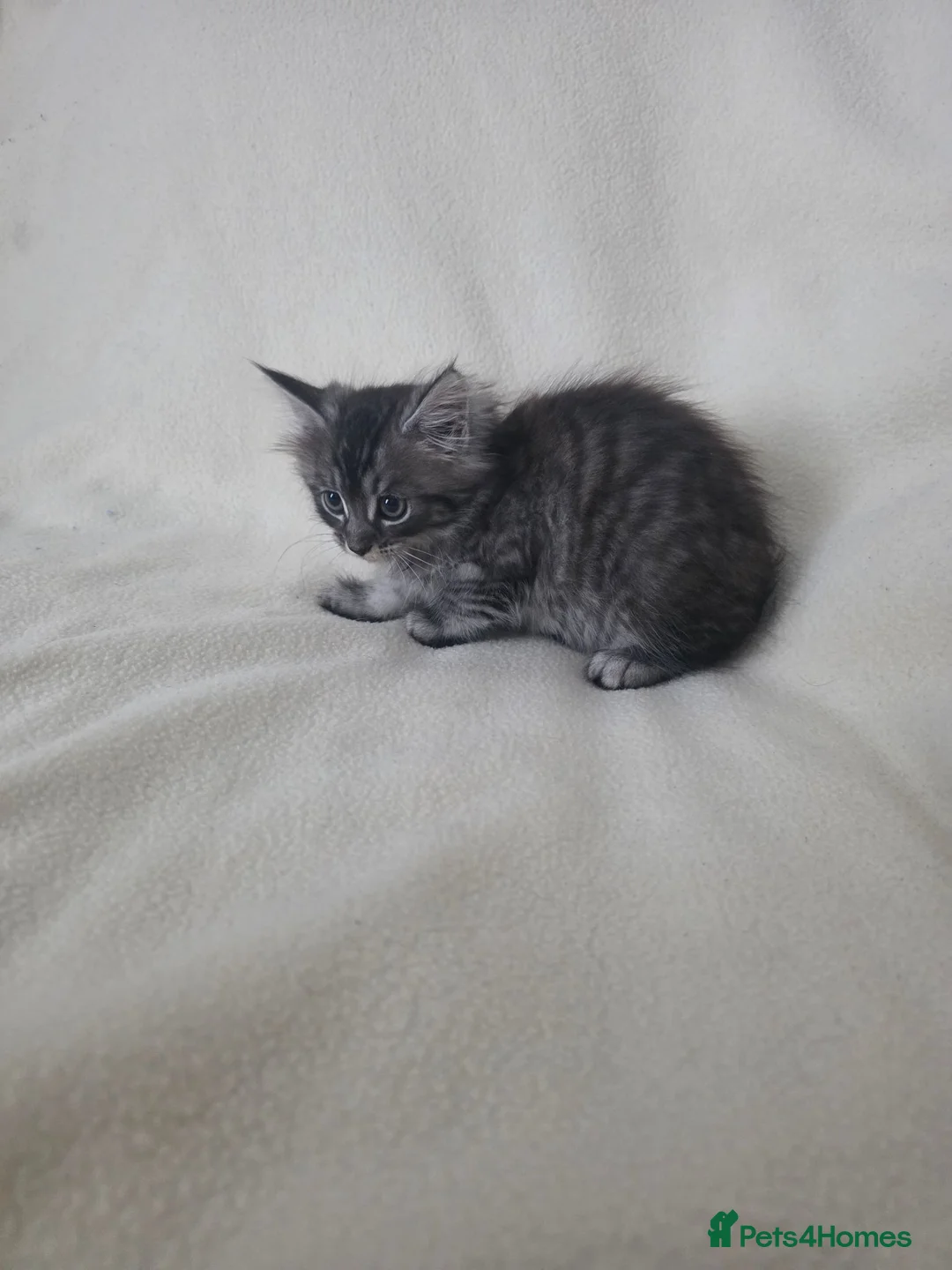 Maine Coon cats for sale: Beautiful mainecoon cross kitten in Wantage - Advert 4