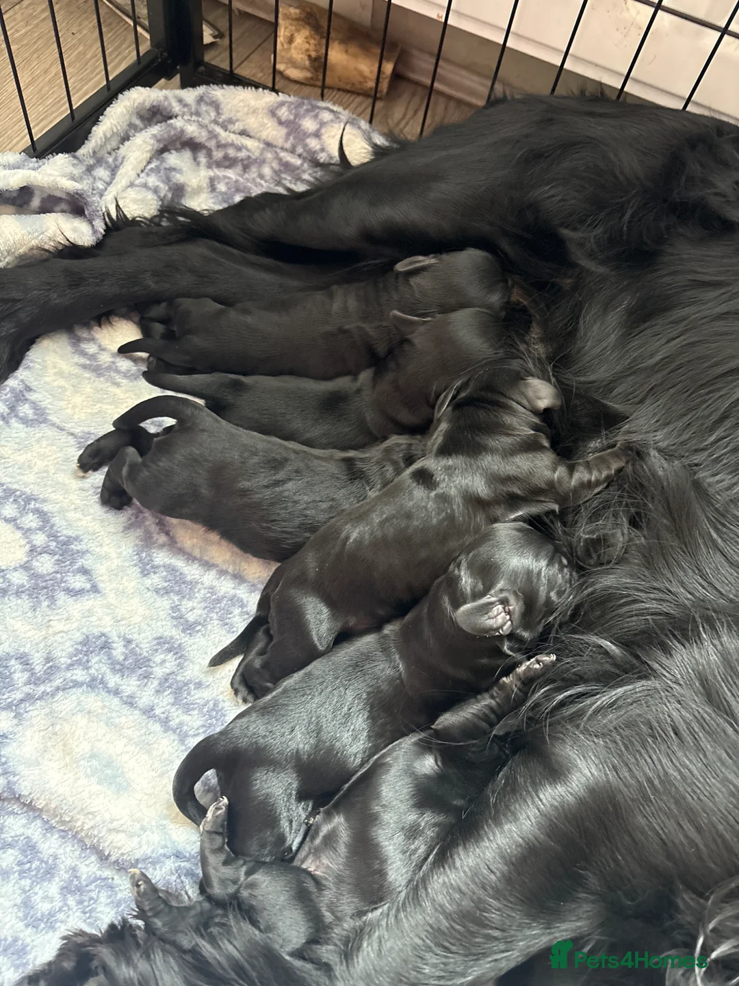 Cockapoo dogs for sale: Beautiful F1 COCKAPOO PUPPIES , 4 BOYS , 2 GIRLS  - Advert 2