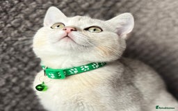 British Shorthair cats for sale: TICA registered British Shorthair kittens - Image 18
