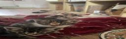 Mixed Breed cats for sale: 4 kittens available in Stockport - Advert 5