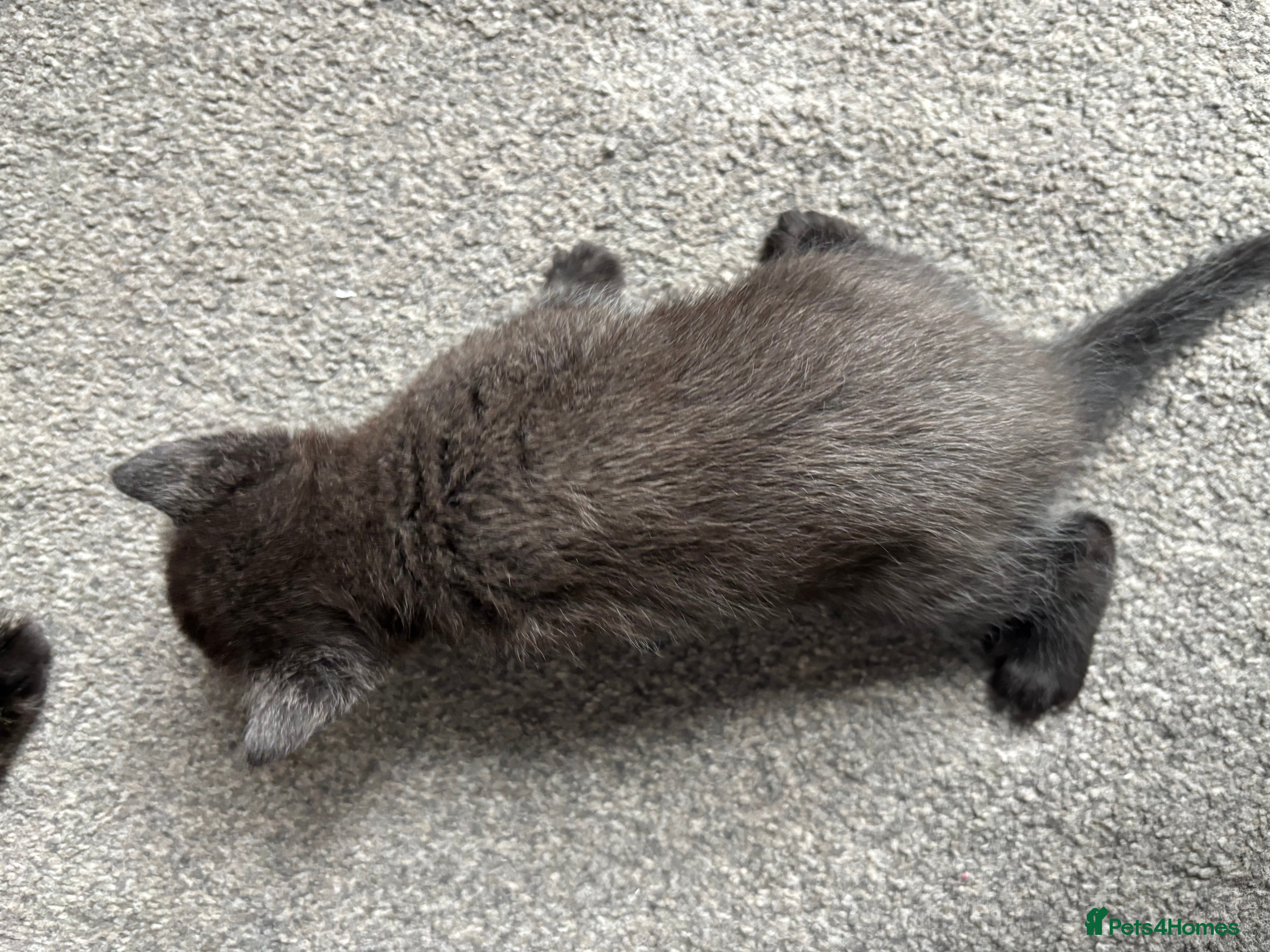 Mixed Breed cats for sale: 5 beautiful kittens for sale!  - Advert 11