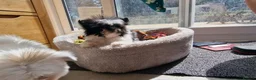 Mixed Breed dogs for sale: Sitzu x pomeranian boys only - Advert 9