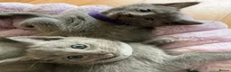 Russian Blue cats for sale: TICA REGISTERED Pure Breed Russian Blue Kittens - Advert 6