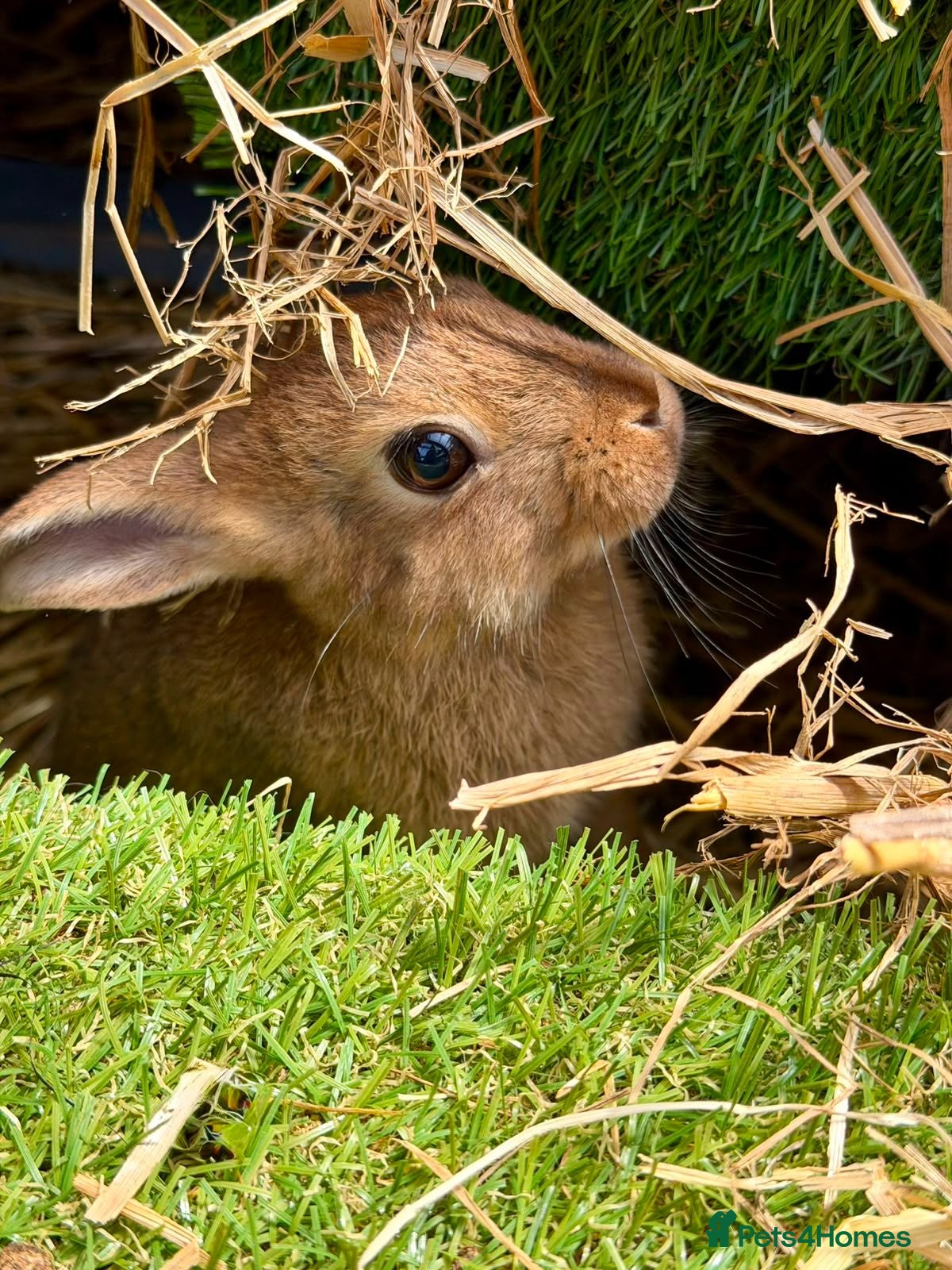 Mixed Breed rabbits 1 x MALE/BUCK Bunny ready now! - Advert 1