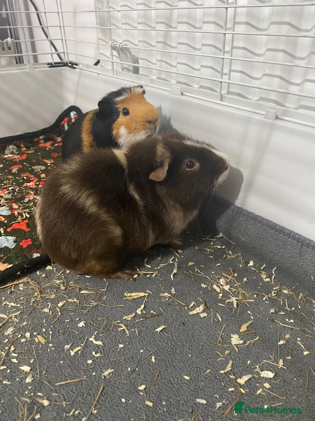Guinea Pig rodents for sale: Two male guinea pigs  in Mitcham - Advert 2