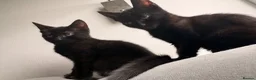 Mixed Breed cats for sale: Kittens for sale - Advert 6