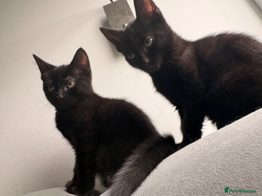 Mixed Breed cats for sale: Kittens for sale - Advert 6