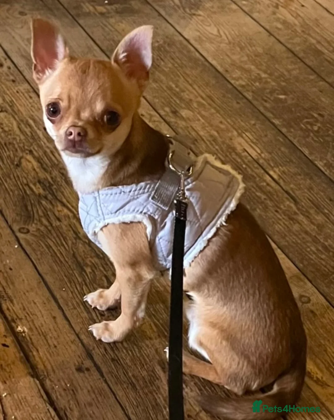 Chihuahua dogs for stud: Chico Chihuahua Russian Lines Champion Pedigree in Chester - Advert 8