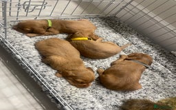 Cocker Spaniel dogs for sale: Cocker Spaniel puppies (ready 18/7/25) - Image 10