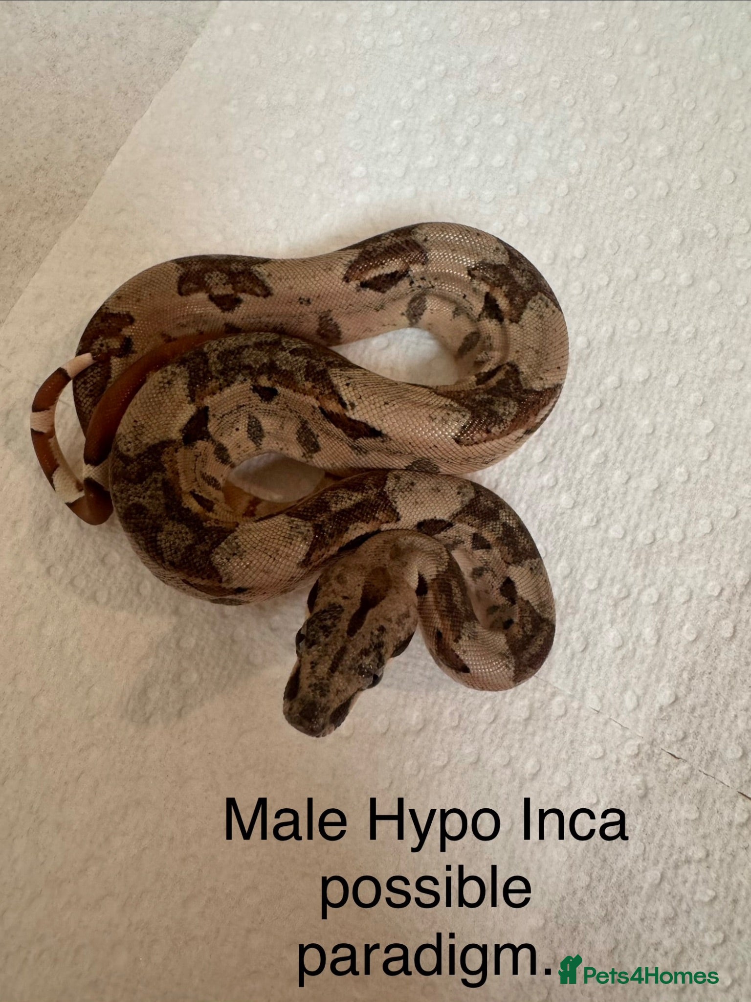 Boa Snake reptiles Mixed boas for sale  - Advert 1