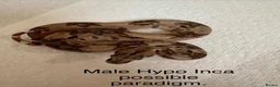 Boa Snake reptiles for sale: Mixed boas for sale  - Advert 1