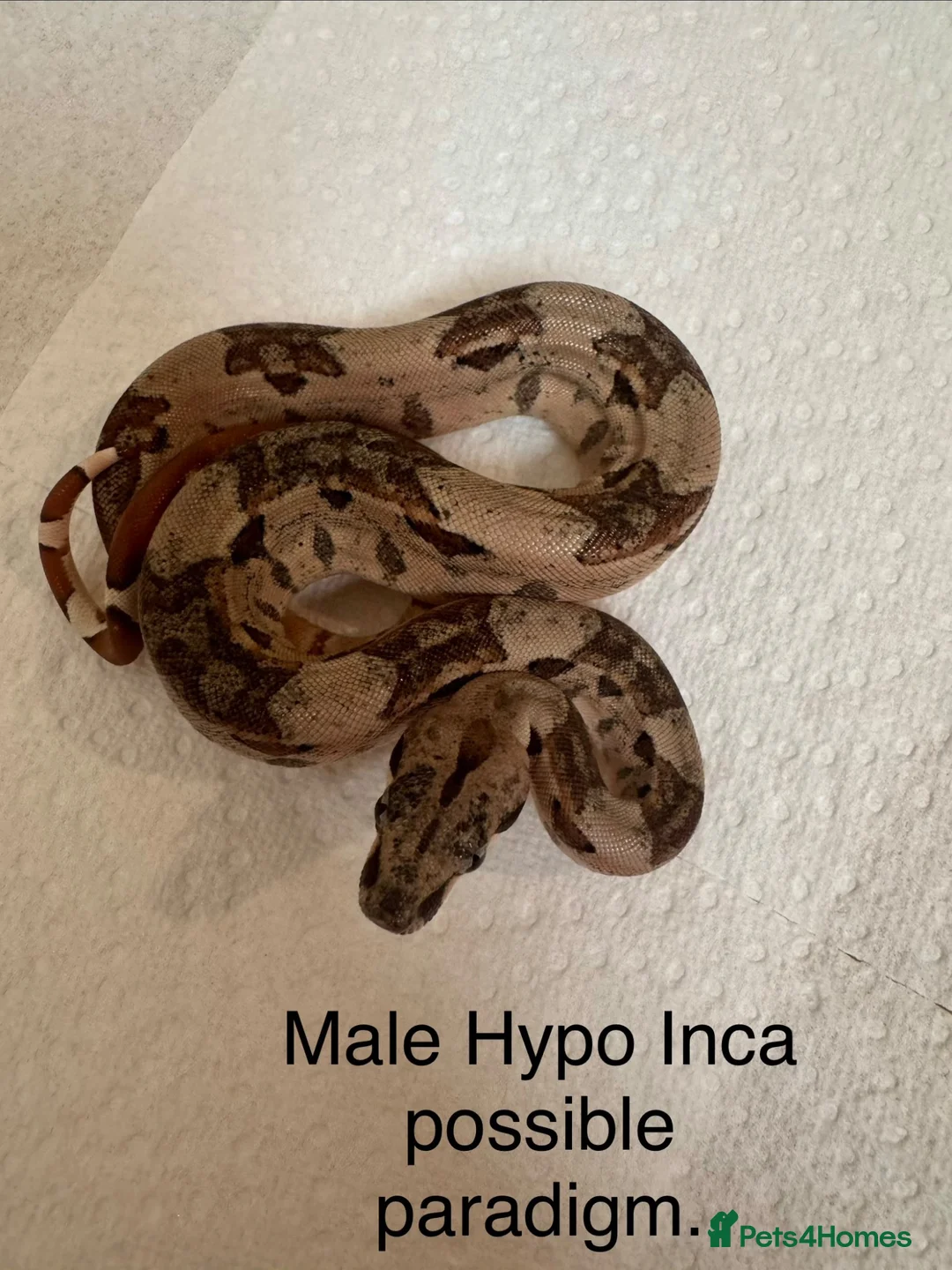 Boa Snake reptiles for sale: Mixed boas for sale  - Advert 1