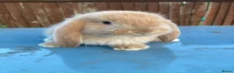 French Lop rabbits for sale: French Lop Bunnies in London - Advert 8
