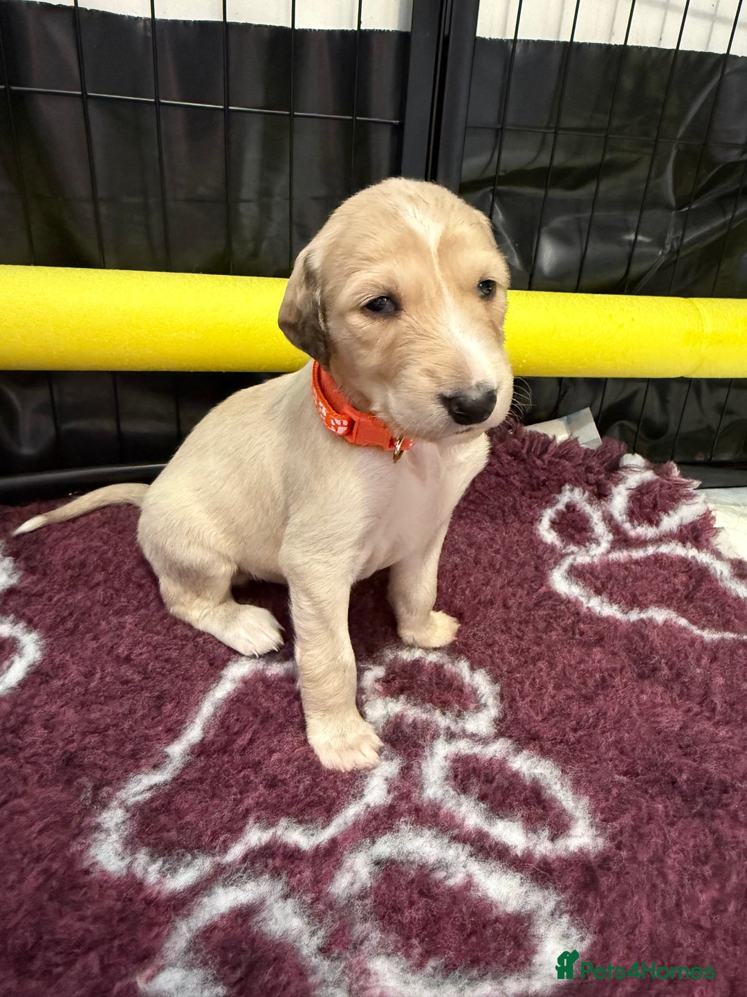 Saluki dogs for sale: Beautiful Saluki (new updated photos)  - Image 32