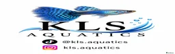 Plecos fish for sale: L397 for pick up only South Shields  in South Shields - Advert 5