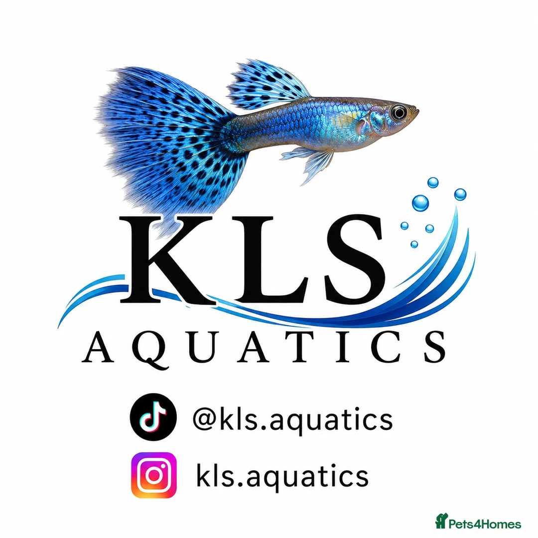 Plecos fish for sale: L397 for pick up only South Shields  in South Shields - Advert 5