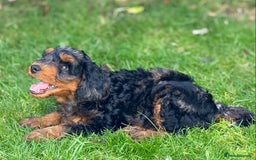 Mixed Breed dogs for sale:  Unique Merle Double Doodle Ready from 9th August - Image 10