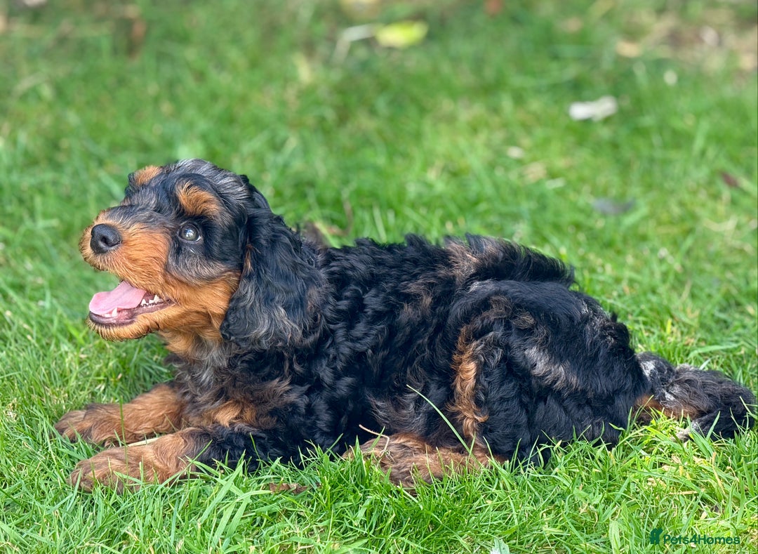 Mixed Breed dogs for sale:  Unique Merle Double Doodle Ready from 9th August - Image 10