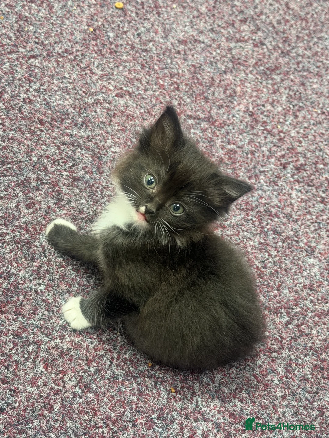 Mixed Breed cats for sale: Ragdoll x tabby - Advert 2