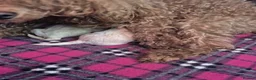 Maltipoo dogs for sale: Amazing Tiny Korean Maltipoo Puppies.  - Advert 4