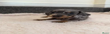 Dachshund 5