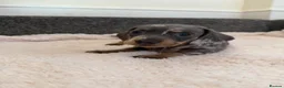 Dachshund dogs for sale: DACHSHUND PUPPIES FOR SALE - Advert 8