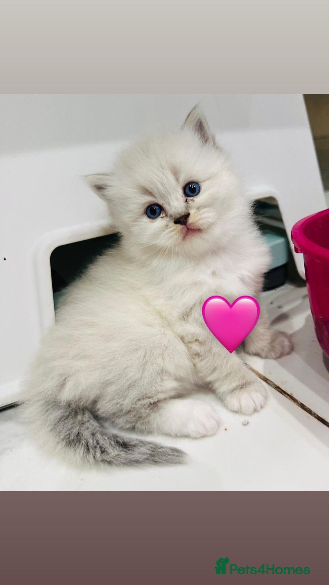 Ragdoll cats for sale: Pedigree Ragdoll kittens for sale - Advert 12