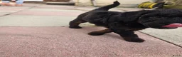 Cockapoo dogs for sale: Sable Girl F1b cockapoo Puppies (1 Left) - Advert 19