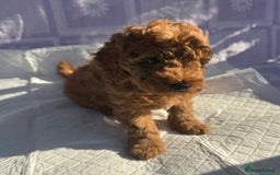 Cockapoo dogs for sale: Gorgeous Cockerpoo F1b - Image 23