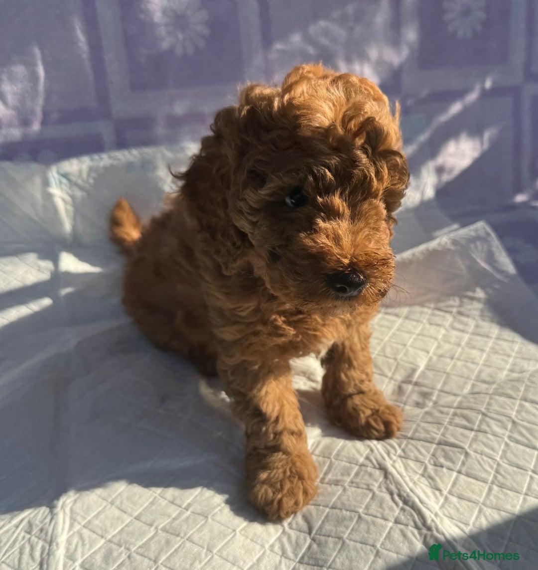 Cockapoo dogs for sale: Gorgeous Cockerpoo F1b - Image 23