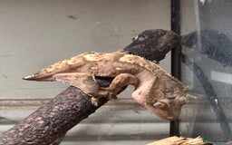 Gecko reptiles for sale: Female crested gecko - Image 2