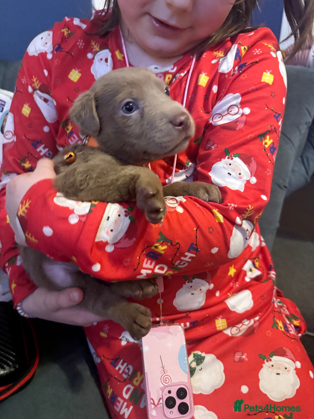 Mixed Breed dogs for sale: Ready 12 Jan Sharpei x Rhodesian ridgeback Hybrid - Advert 33