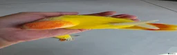 Lovebirds birds for sale: Super Tame, Cuddly, Hand-reared Baby Peachface  - Advert 1