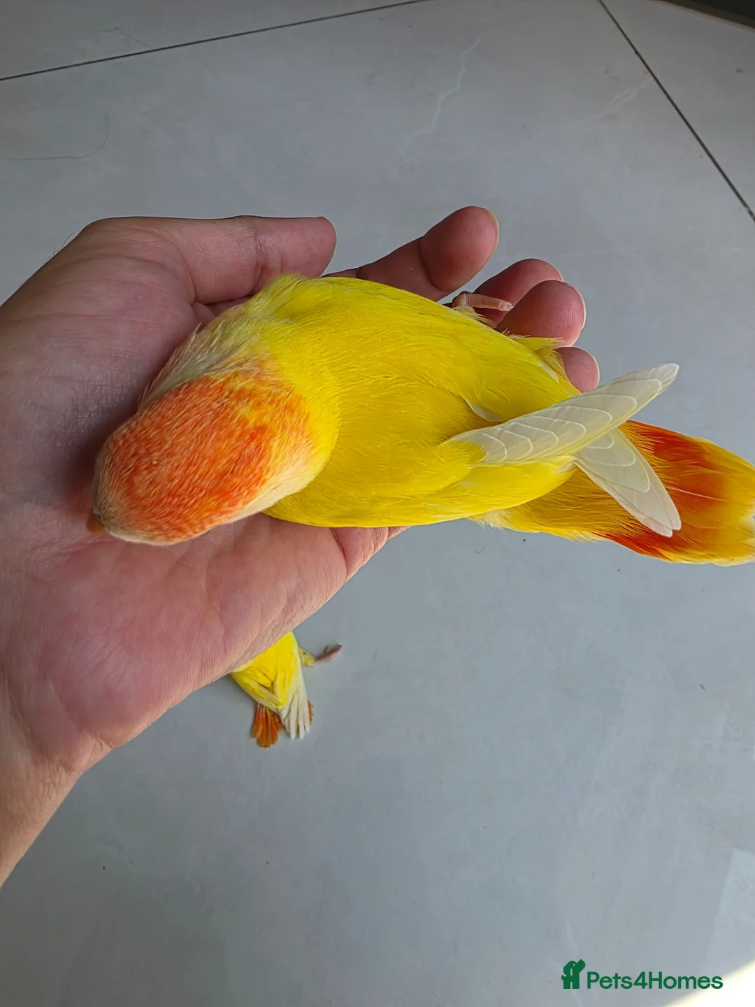 Lovebirds birds for sale: Super Tame, Cuddly, Hand-reared Baby Peachface  - Advert 1