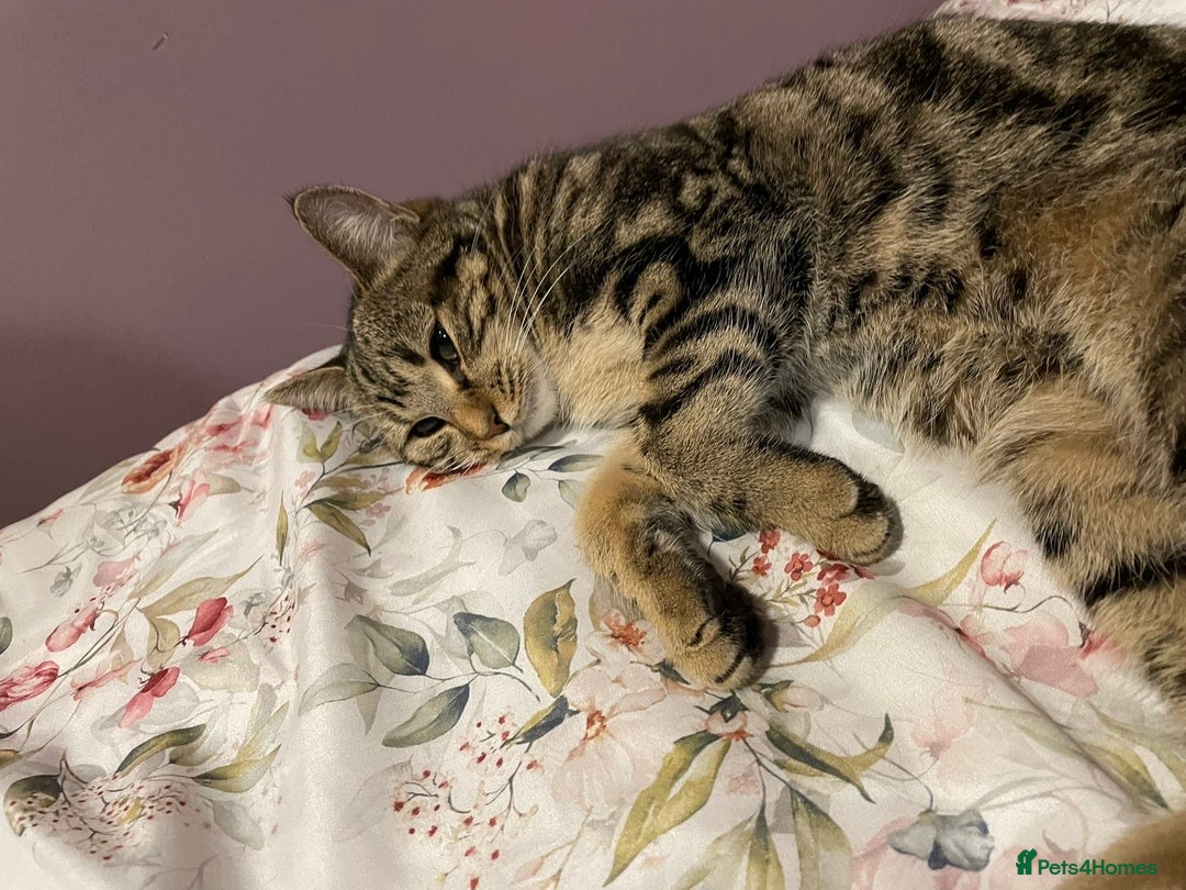 British Shorthair cats for sale: BEAUTIFUL BRITISH SHORT HAIRS - Image 14