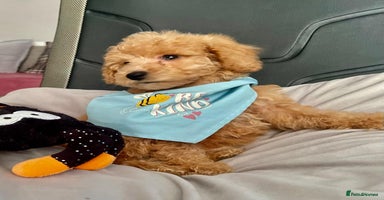 Maltipoo dogs - Advert 15