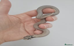 Snake reptiles for sale:  2025 Western Hognose babies  - Advert 8