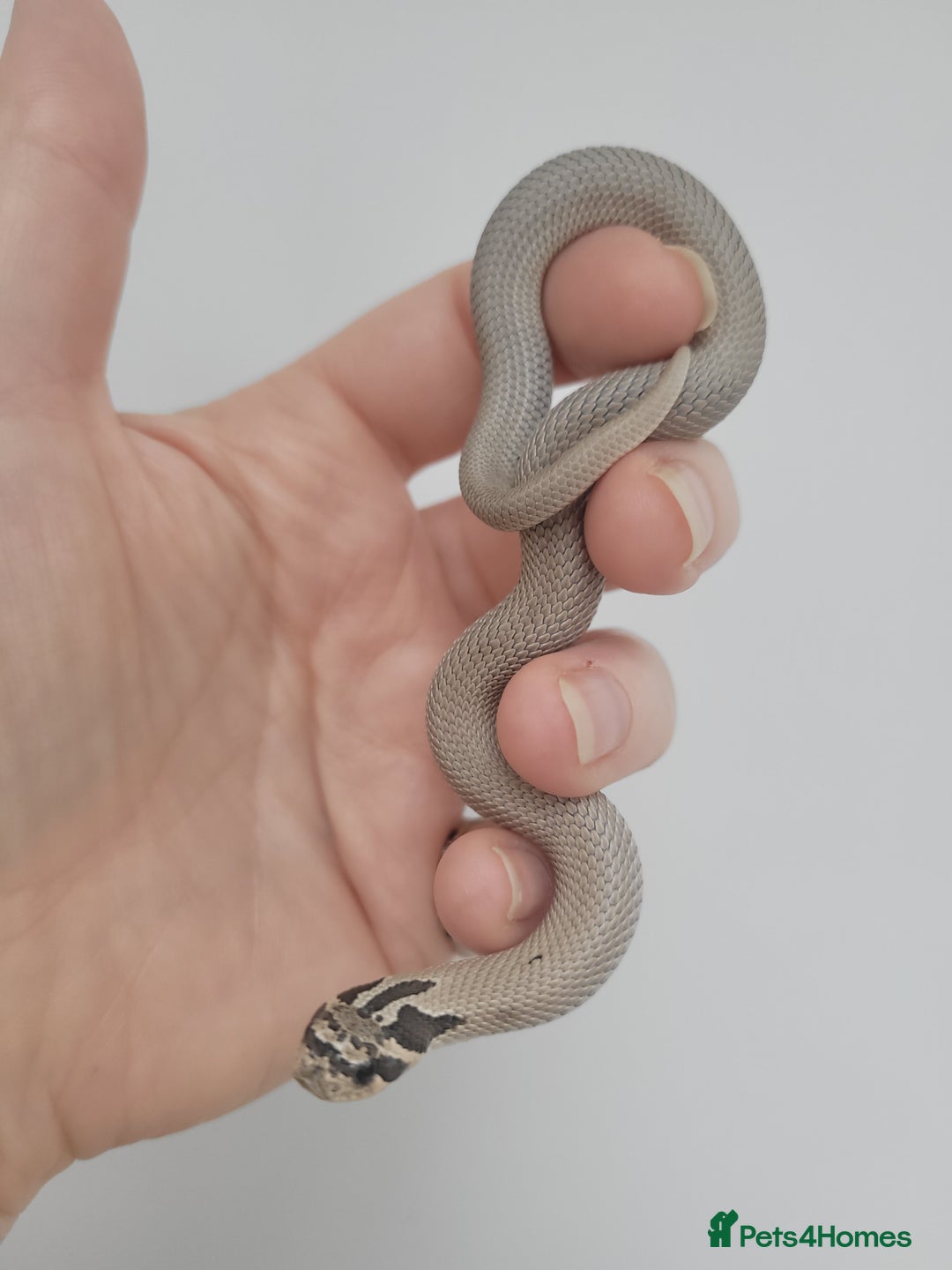 Snake reptiles for sale:  2025 Western Hognose babies  - Advert 8