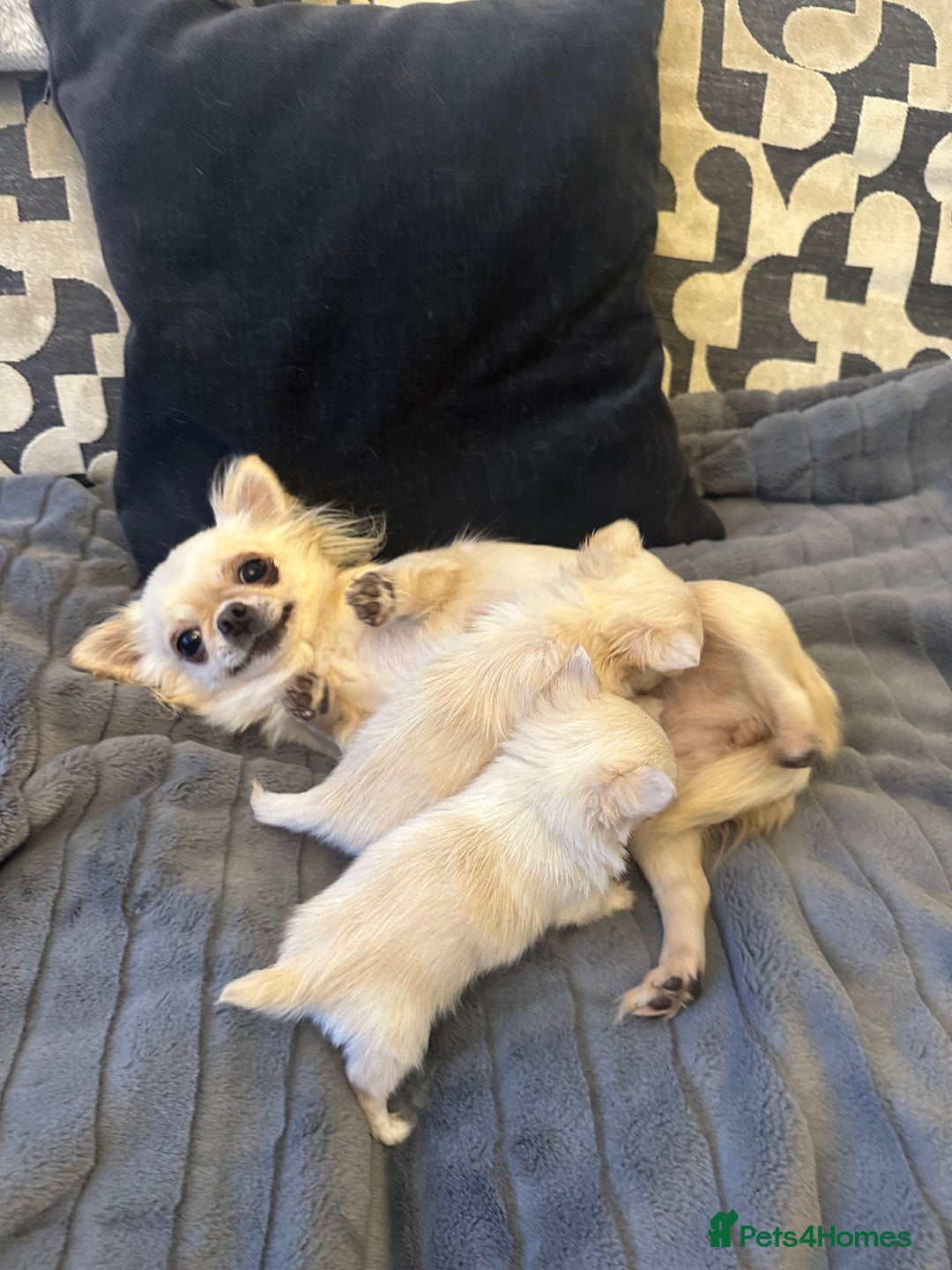 Chihuahua dogs for sale: KC Reg Russian and Czech Champions puppies L/C - Advert 4