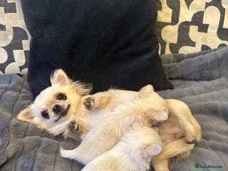 Chihuahua dogs KC Reg Russian and Czech Champions puppies L/C - Advert 5