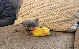 British Shorthair cats for sale: GCCF blue male  - Image 5