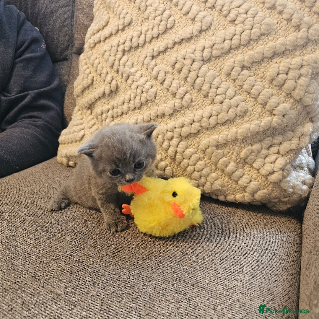 British Shorthair cats for sale: GCCF blue male  - Image 5
