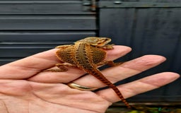 Bearded Dragon reptiles for sale: Pogona vitticeps + vitticeps/Barbata hybrids - Image 5