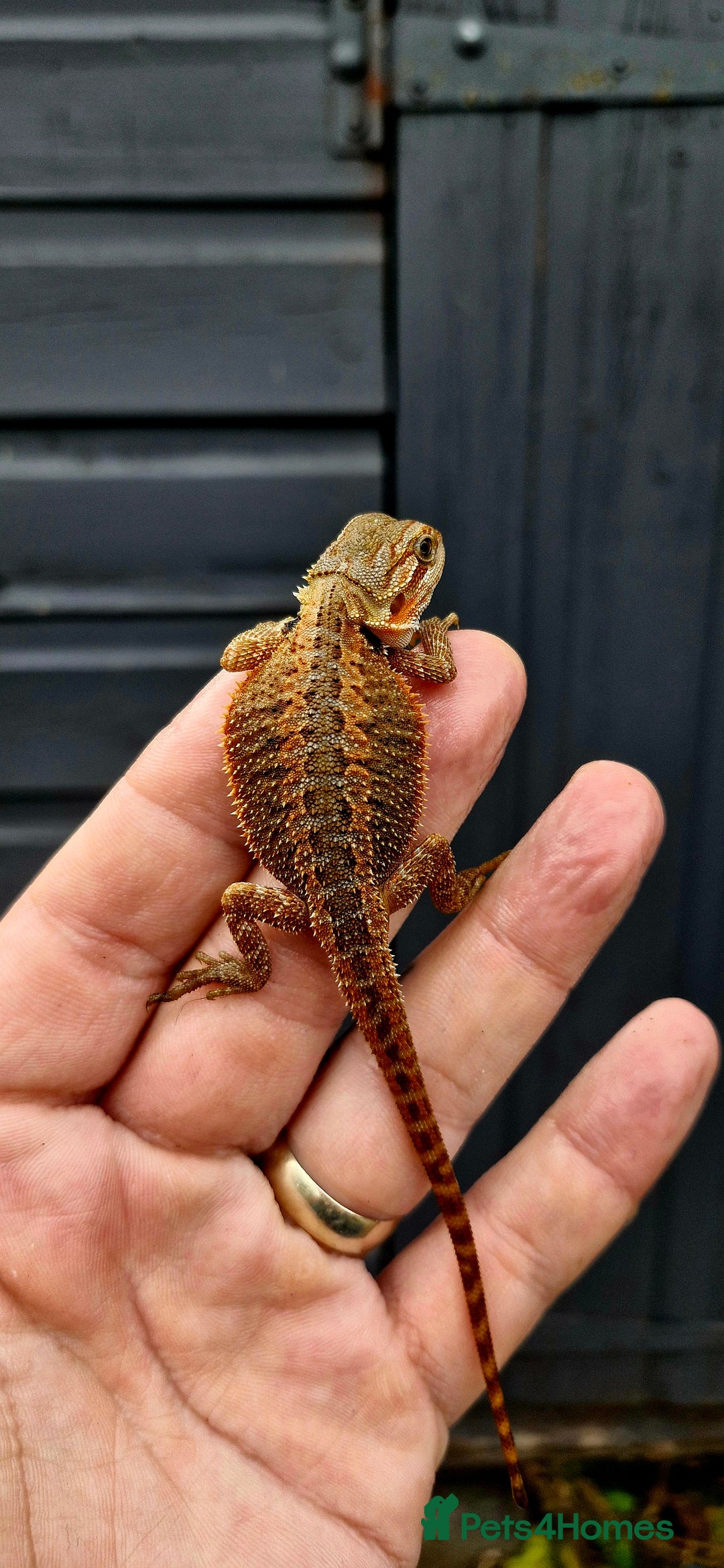 Bearded Dragon reptiles for sale: Pogona vitticeps + vitticeps/Barbata hybrids - Image 5