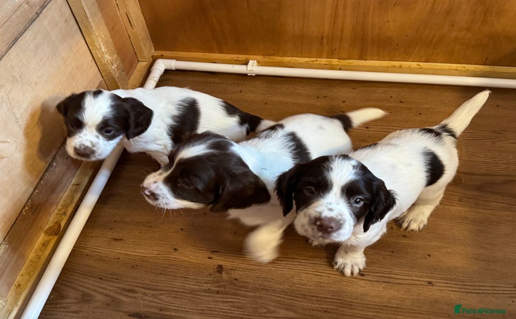 English Springer Spaniel dogs - Advert 2