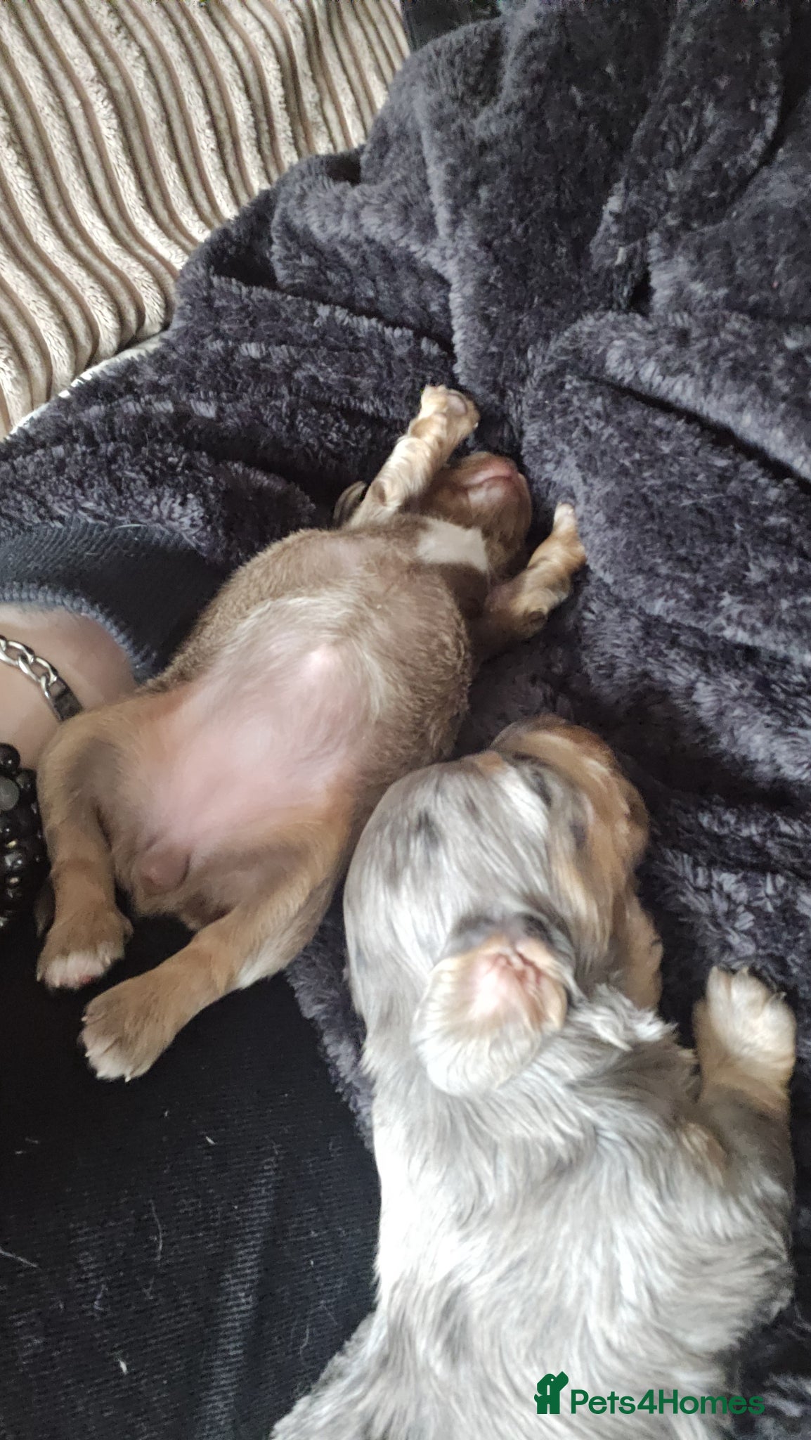 Dachshund dogs for sale: 5 gorgeous dachshund puppies for loving homes in Ludlow - Advert 14