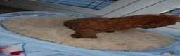 Cockapoo dogs for sale: Cockapoo puppies  in Staines - Advert 3
